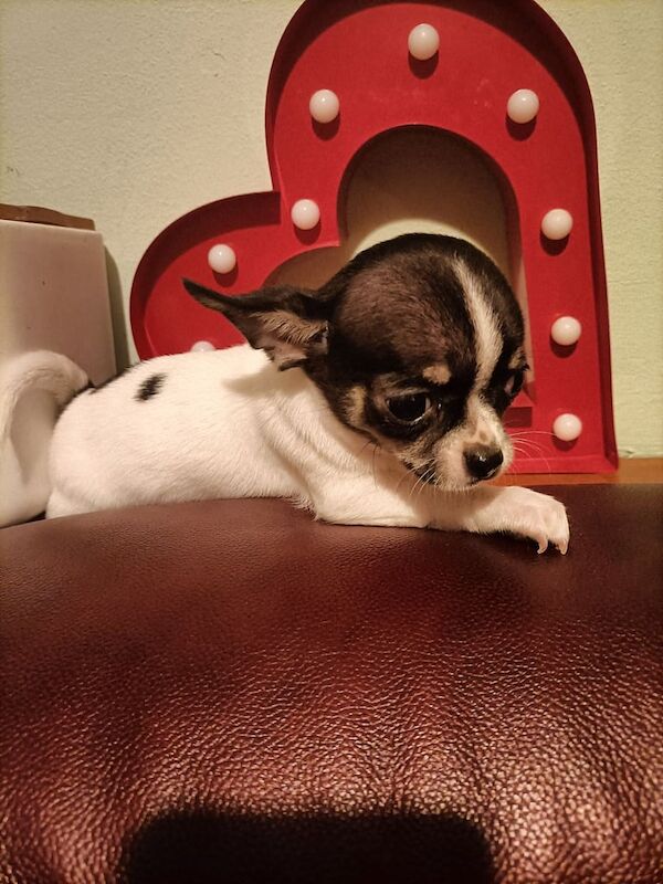 Chihuahua puppies for sale in Kingston upon Hull, East Riding of Yorkshire – 11 weeks old