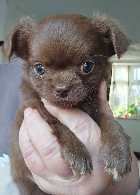 Chihuahua Puppies For Sale