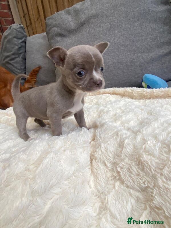 Kc Lilac chihuahuas for sale in Greater Manchester