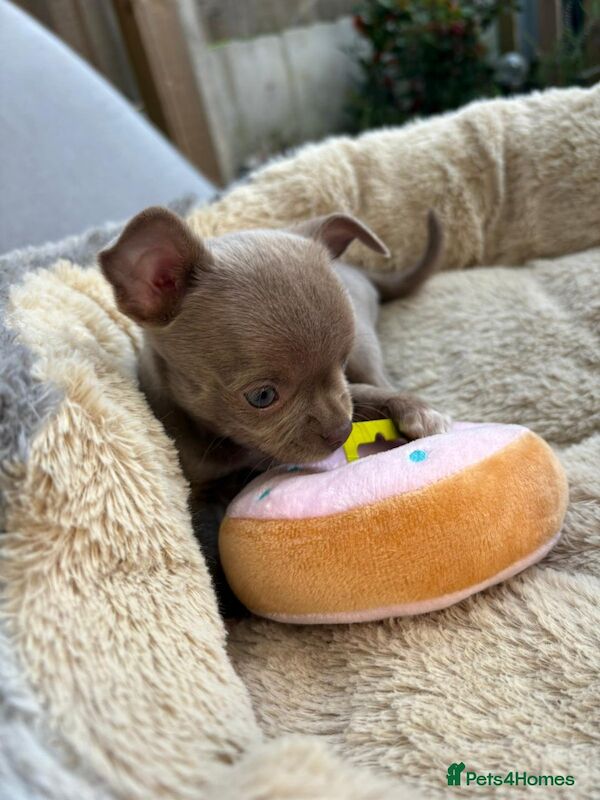 Kc Lilac chihuahuas for sale in Greater Manchester | Image 2