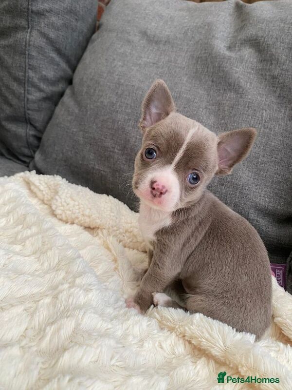 Kc Lilac chihuahuas for sale in Greater Manchester | Image 3