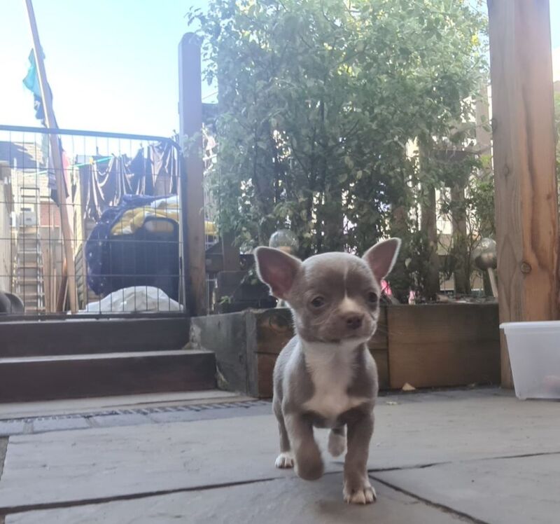Kc Lilac chihuahuas for sale in Greater Manchester | Image 4