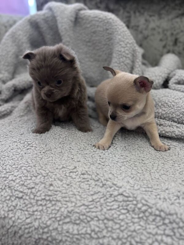 Chihuahua puppies for sale in Stevenston, North Ayrshire – KC registered, 10 weeks old