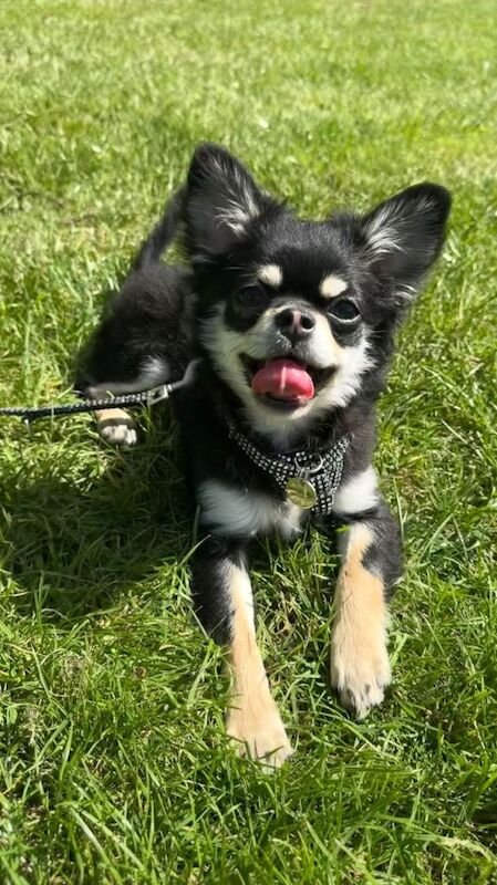 Kennel Club Registered Chihuahua Puppies For Sale