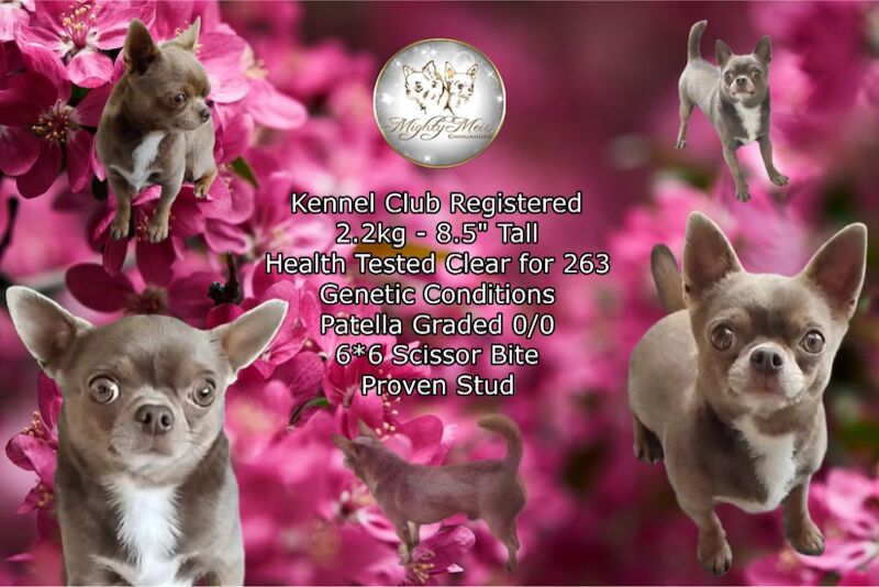 Chihuahua stud dog for stud in Brighton and Hove, East Sussex – KC registered, 2 years old