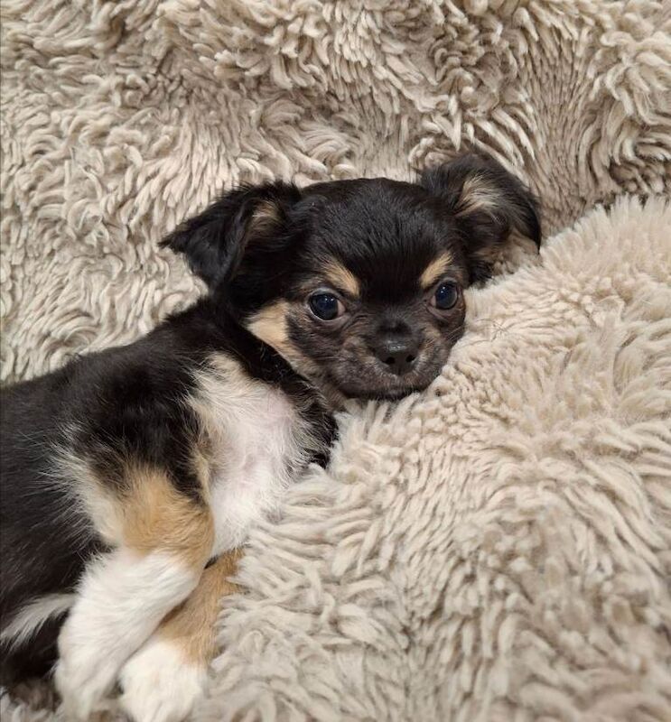 Chihuahua Puppies For Sale