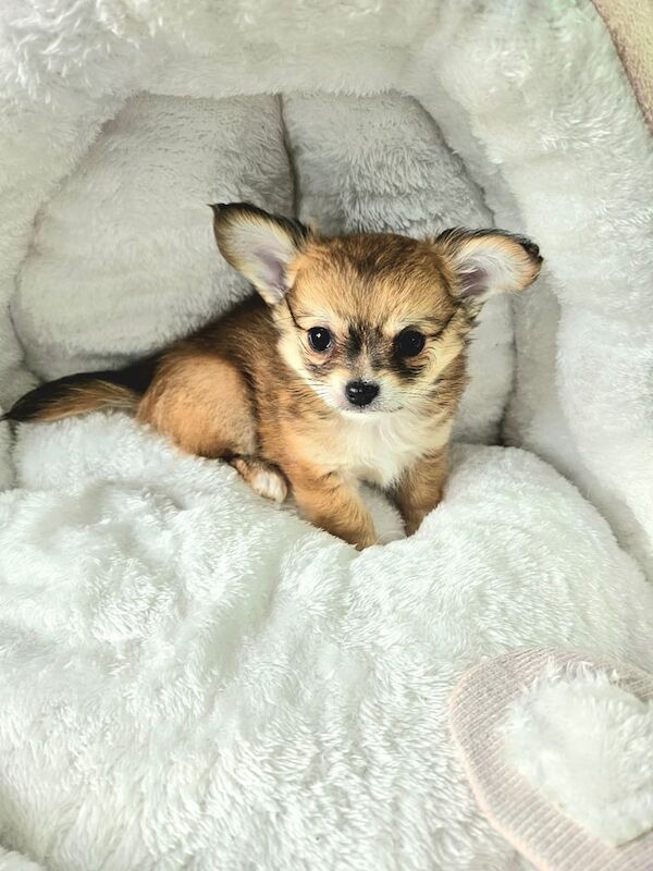 Chihuahua puppies for sale in Maesteg, Mid Glamorgan – KC registered, 9 weeks old