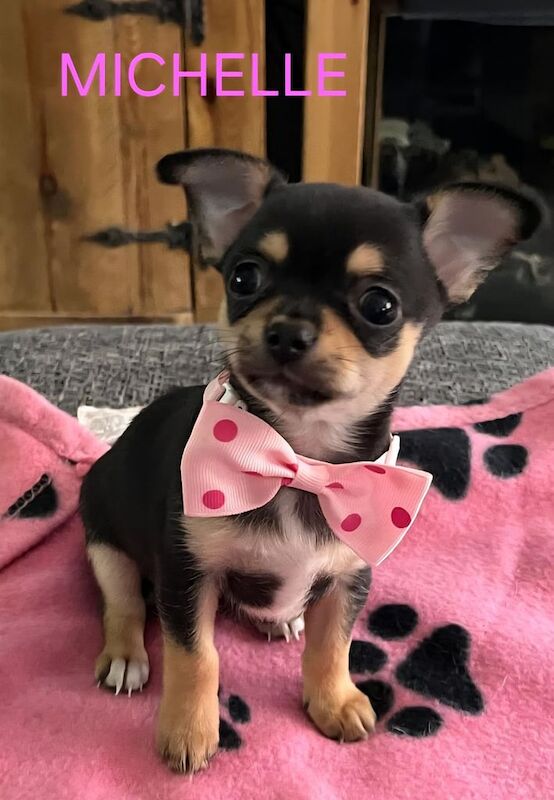 Chihuahua puppies for sale in Coalville, Leicestershire – KC registered, 6 weeks old