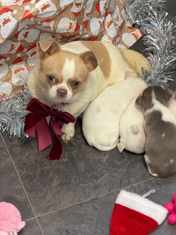 Chihuahua puppies for sale in Leatherhead, Surrey – 4 weeks old