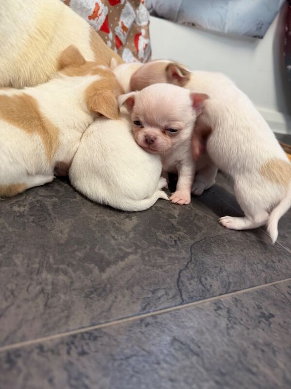 Chihuahua puppies for sale in Leatherhead, Surrey – 8 weeks old - Image 2 of 3