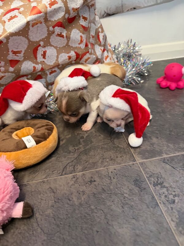 Chihuahua puppies for sale in Leatherhead, Surrey – 8 weeks old - Image 3 of 3