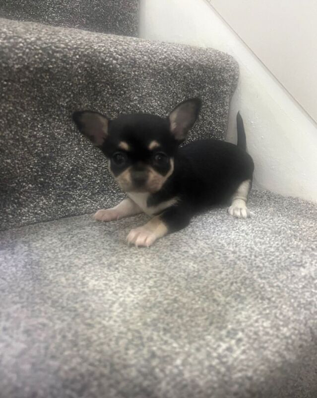 Chihuahua Puppies For Sale