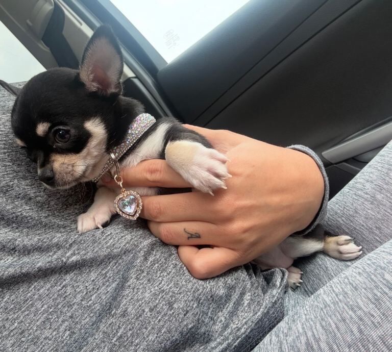 KC registered Chihuahua puppy - Image 2 of 2