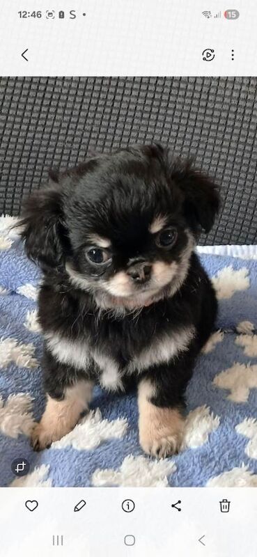 Kc registered long coat chihuahua puppies