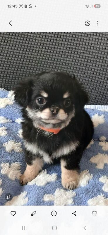 Kc registered long coat chihuahua puppies - Image 2 of 3