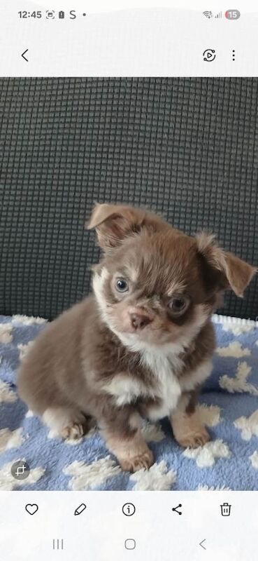 Kc registered long coat chihuahua puppies - Image 3 of 3