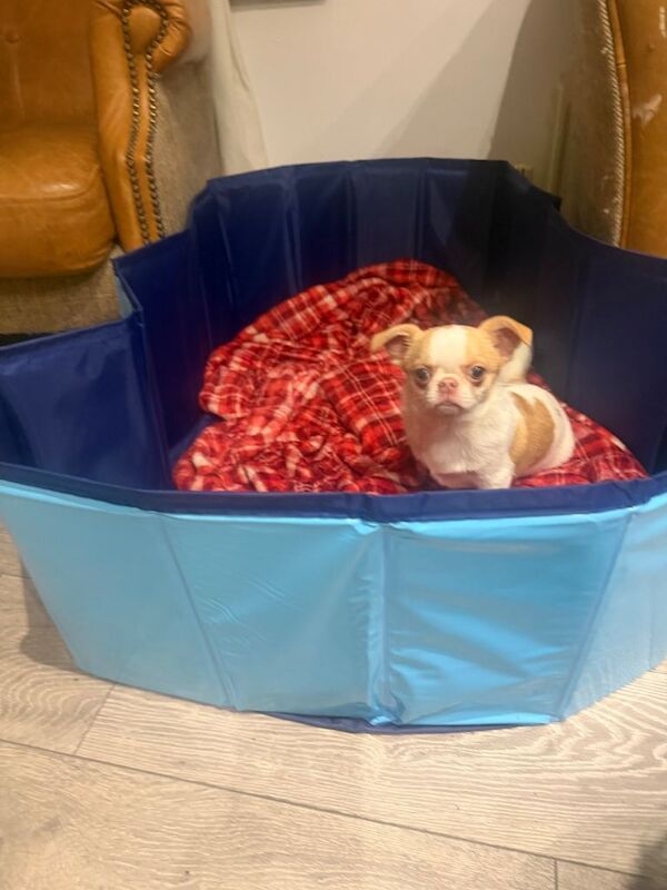 Chihuahua puppies for sale in Leatherhead, Surrey – 4 months old