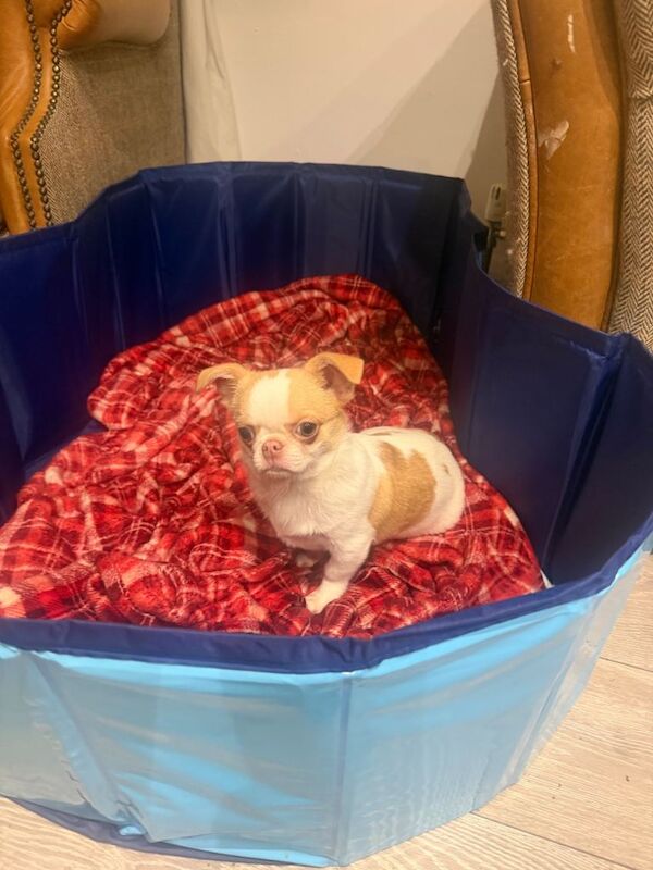 Chihuahua puppies for sale in Leatherhead, Surrey – 4 months old - Image 2 of 5
