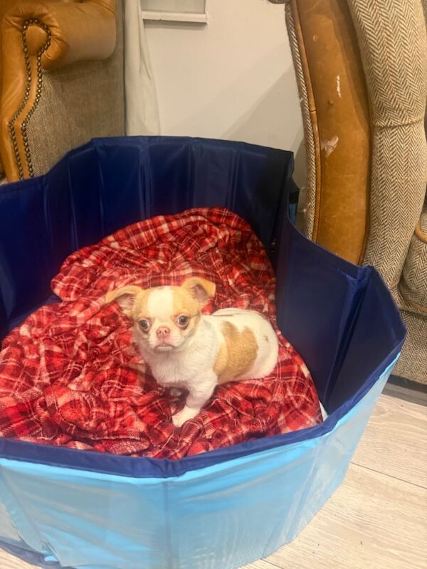 Chihuahua puppies for sale in Leatherhead, Surrey – 4 months old - Image 3 of 5