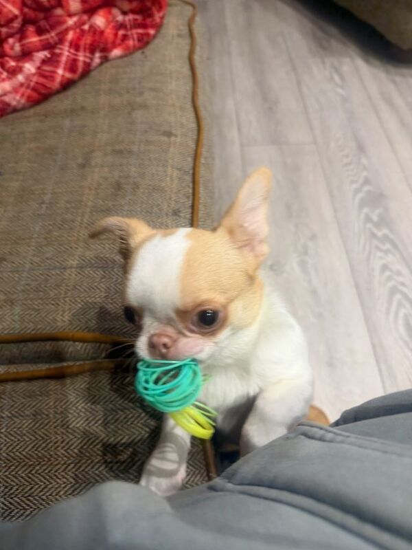 Chihuahua puppies for sale in Leatherhead, Surrey – 4 months old - Image 4 of 5
