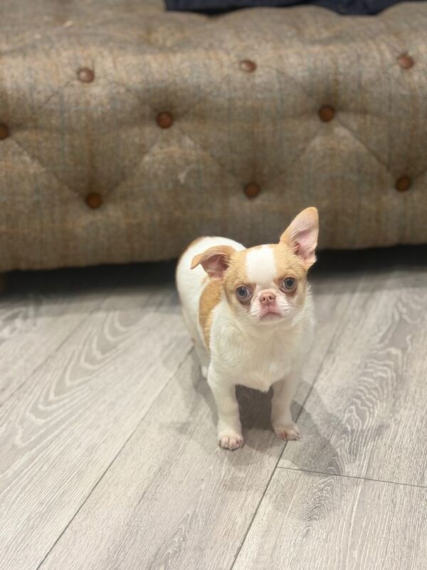 Chihuahua puppies for sale in Leatherhead, Surrey – 4 months old - Image 5 of 5