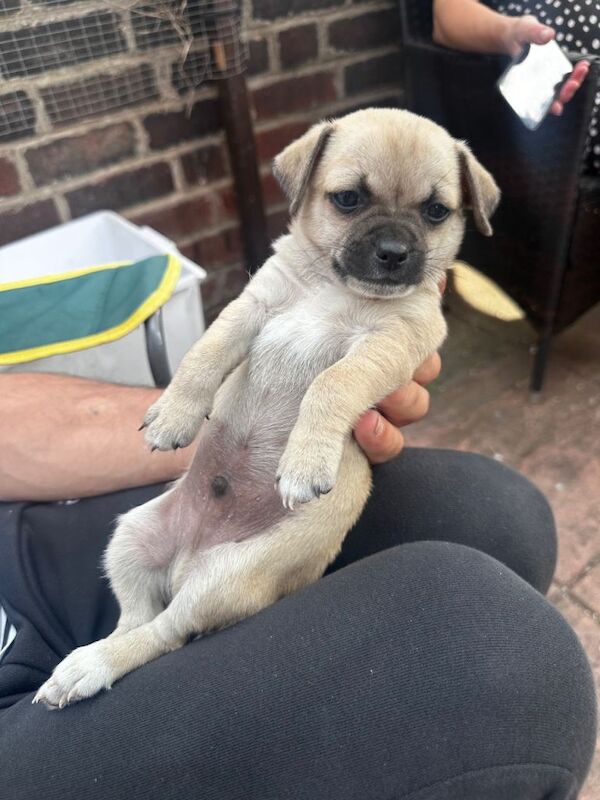 Kennel Club Registered Chihuahua Puppies For Sale