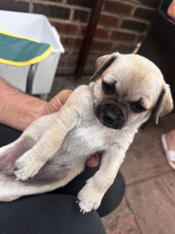 Kc registered pups - Image 2 of 6