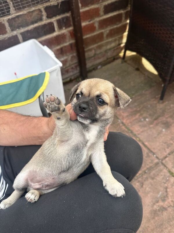 Kc registered pups - Image 3 of 6