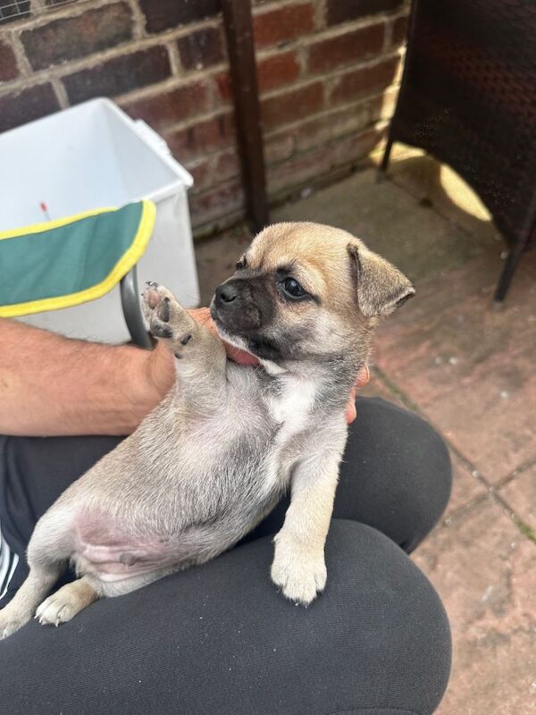 Kc registered pups - Image 4 of 6