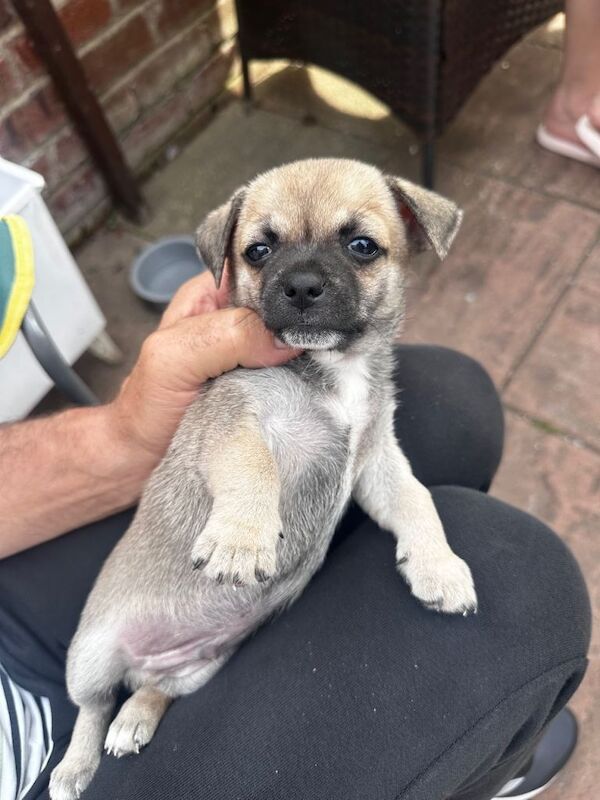 Kc registered pups - Image 5 of 6