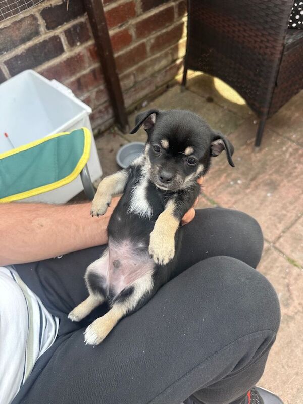 Kc registered pups - Image 6 of 6
