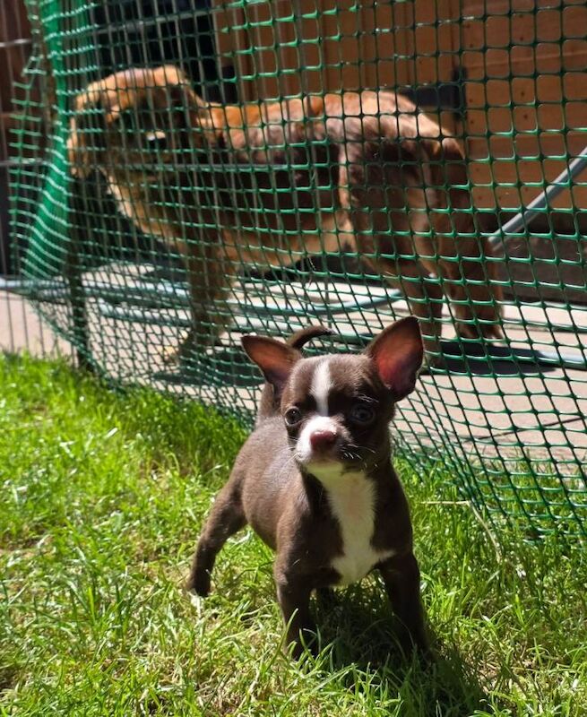 Kennel club Chihuahuas
