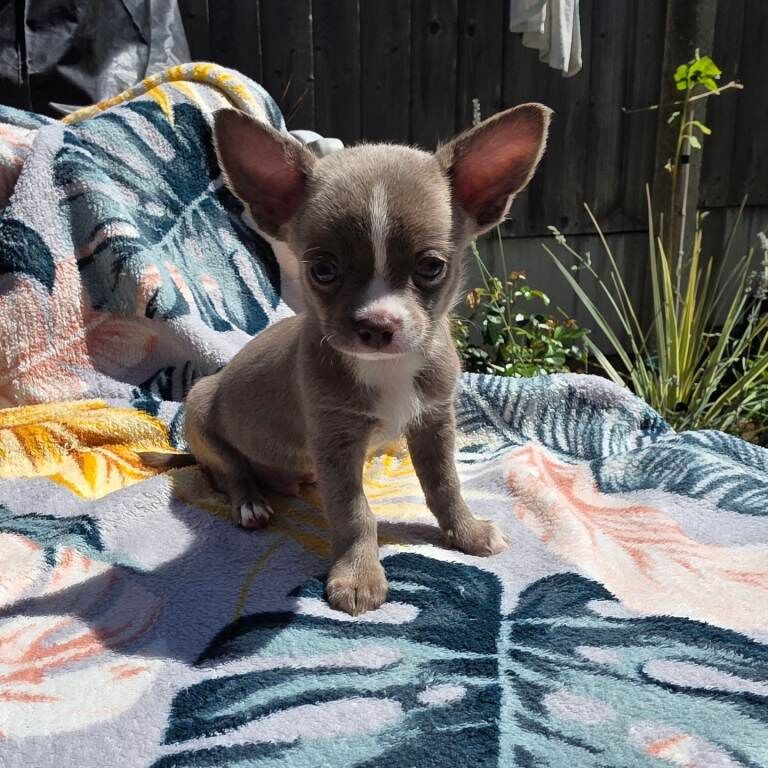 Kennel club Chihuahuas - Image 2 of 6