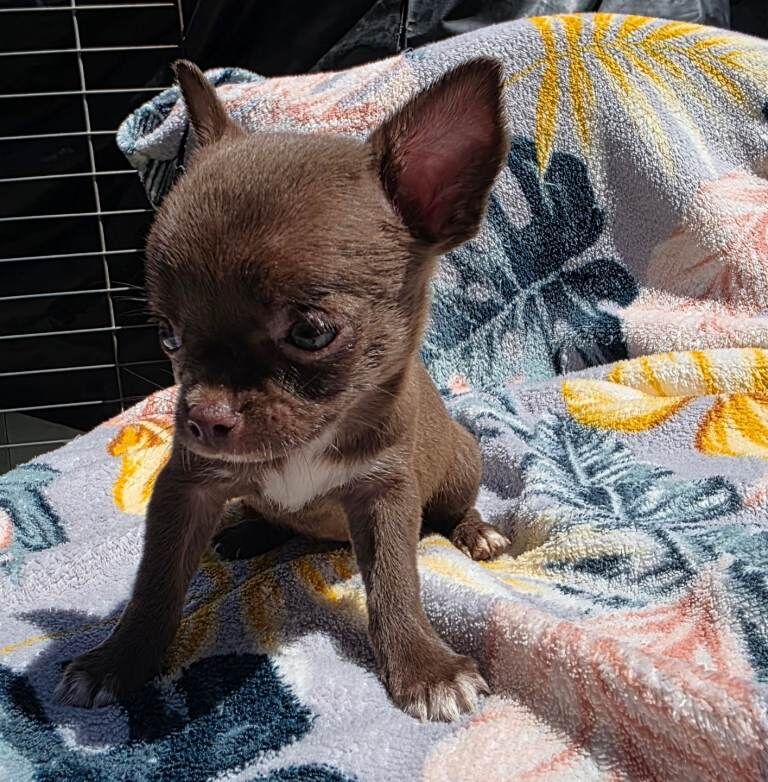 Kennel club Chihuahuas - Image 3 of 6