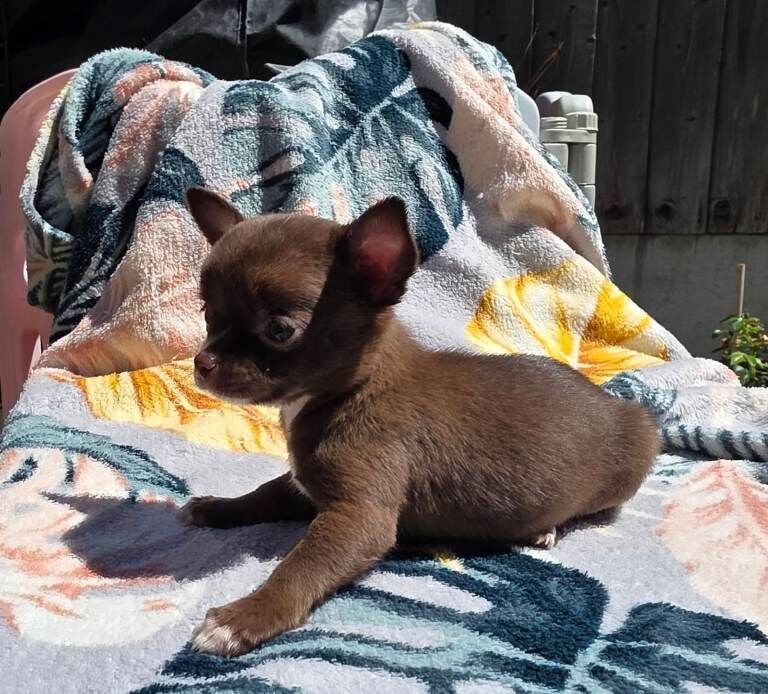 Kennel club Chihuahuas - Image 4 of 6