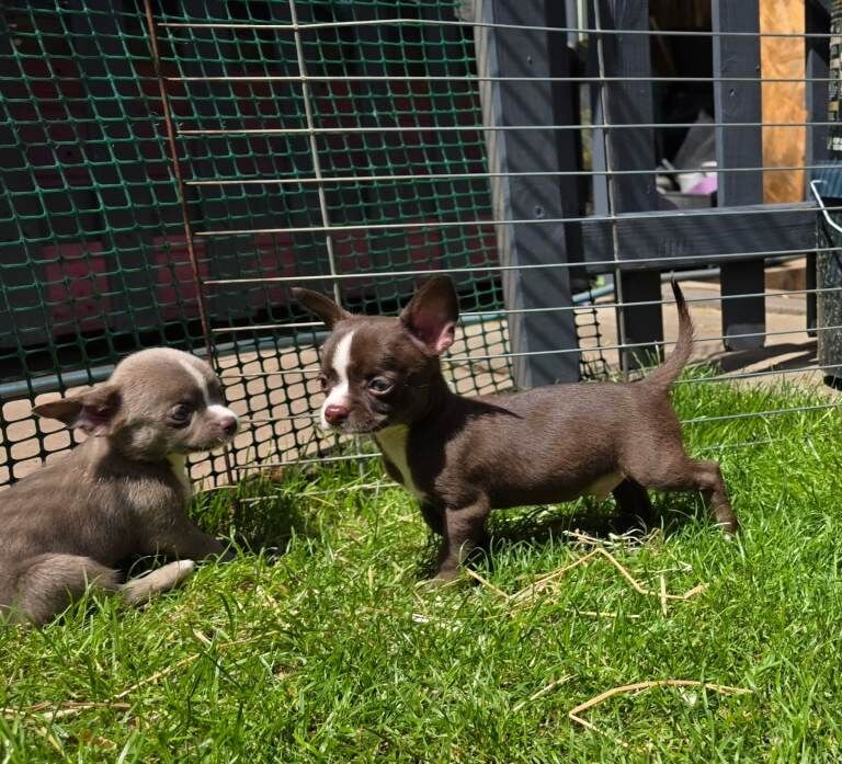 Kennel club Chihuahuas - Image 5 of 6