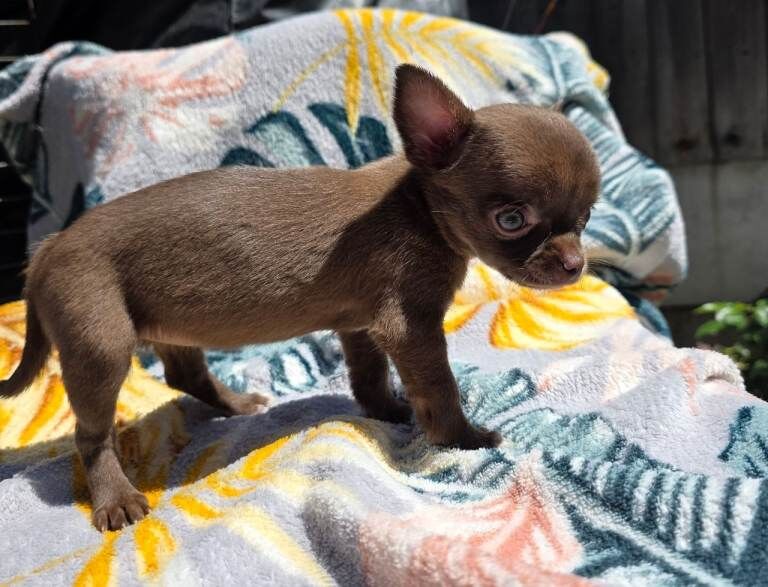 Kennel club Chihuahuas - Image 6 of 6