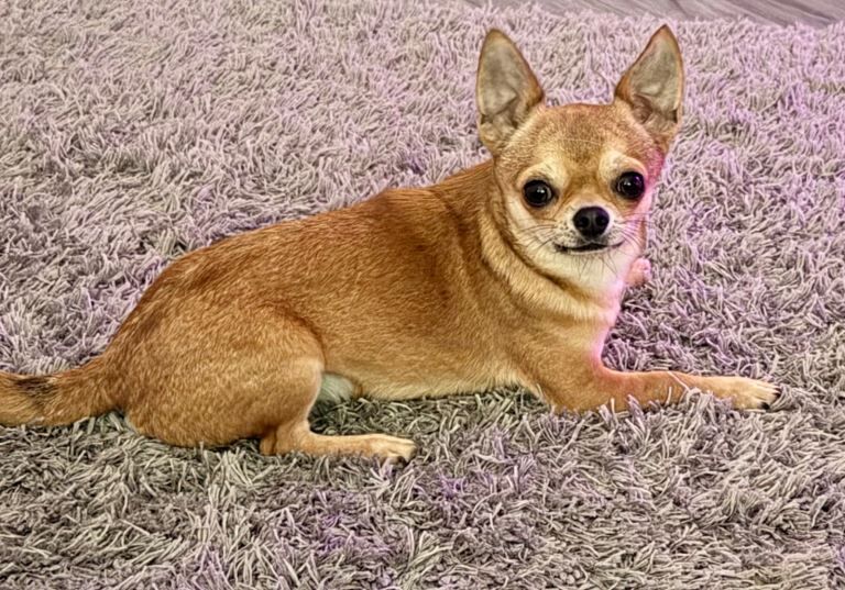 Kennel Club registered Smoothcoat male