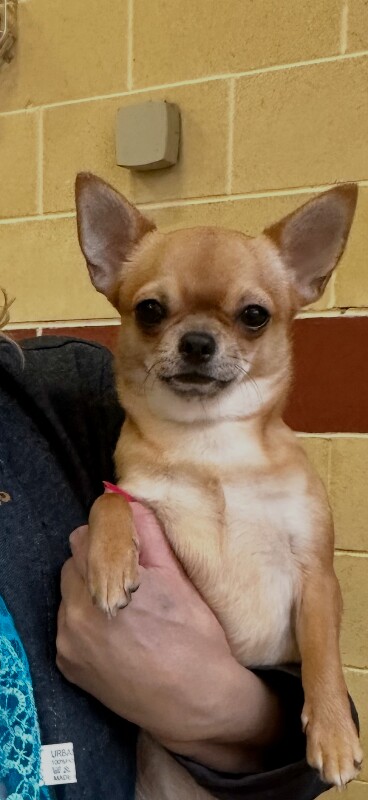Kennel Club registered Smoothcoat male - Image 2 of 3