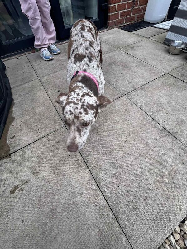 Chihuahua puppies for sale in Bootle, Merseyside – 8 months old