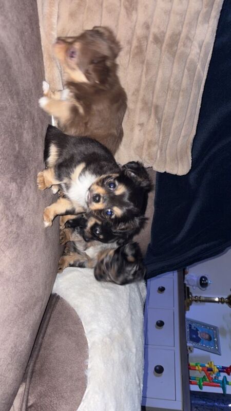 Chihuahua Puppies For Sale