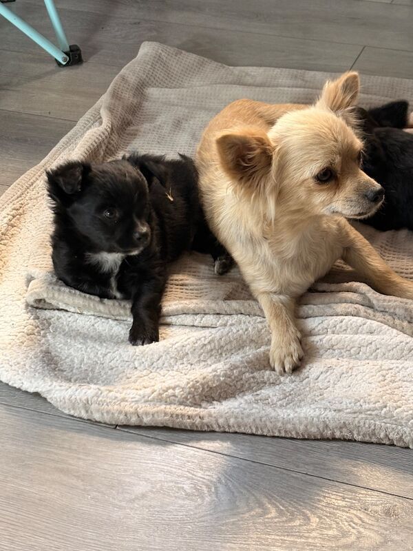 LAST BOY Long hair chihuahua Puppies
