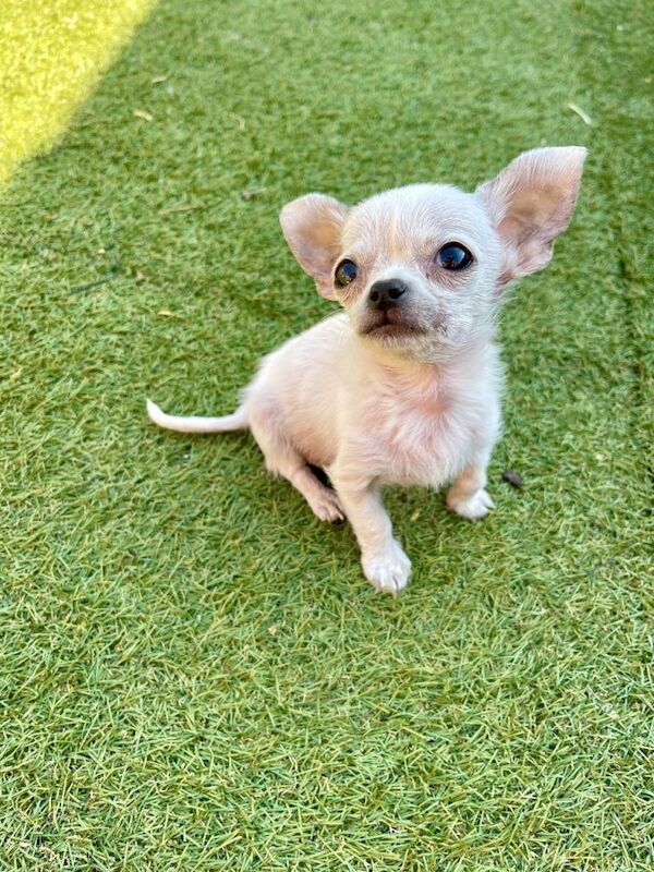 Last Chihuahua boy for sale
