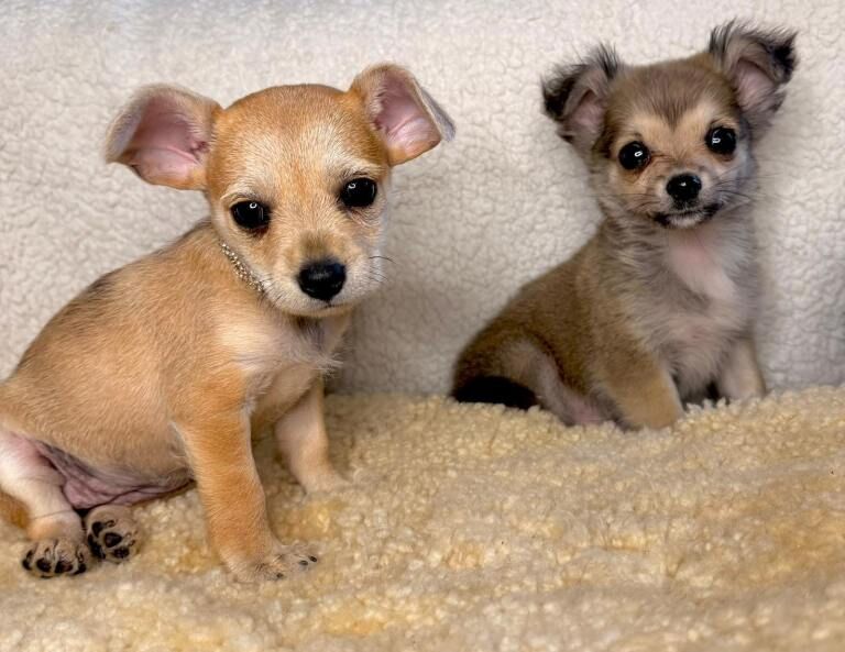 Last girl tiny chihuahua x mini jack russel