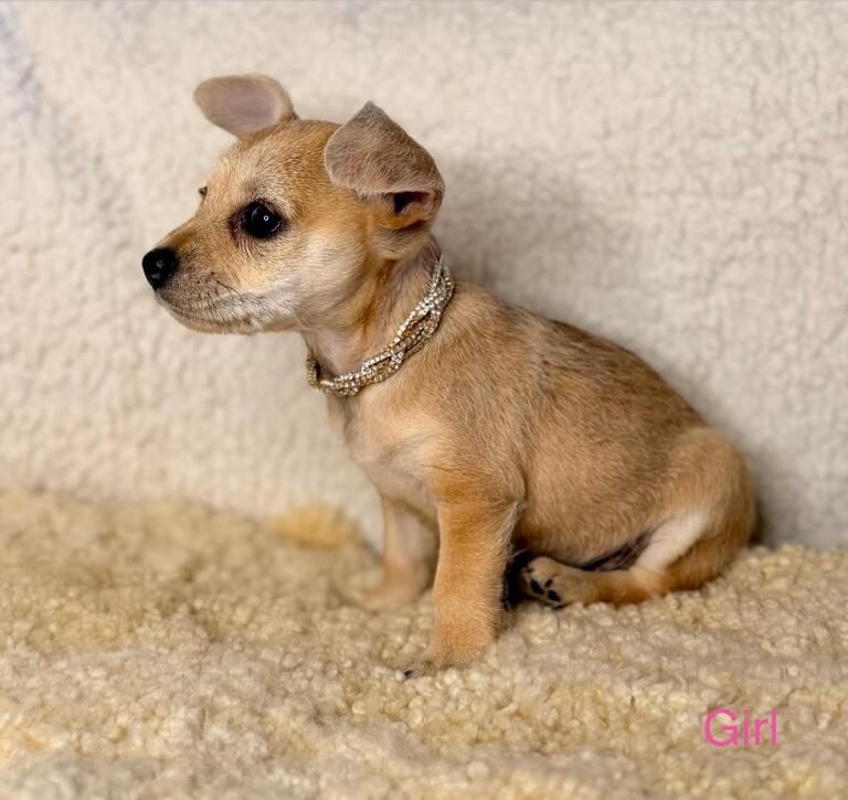 Last girl tiny chihuahua x mini jack russel - Image 2 of 4