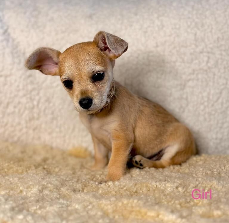 Last girl tiny chihuahua x mini jack russel - Image 3 of 4