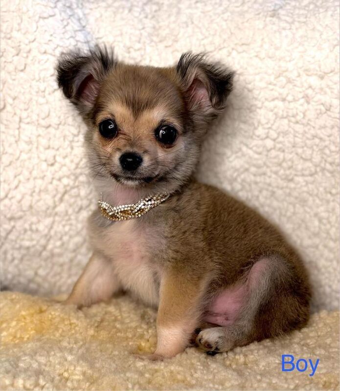 Last girl tiny chihuahua x mini jack russel - Image 4 of 4