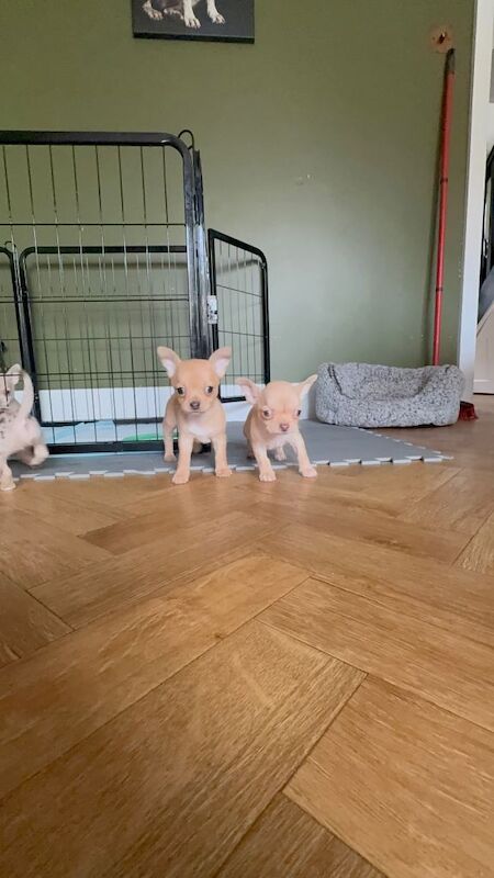 Lilac and tan boys for sale