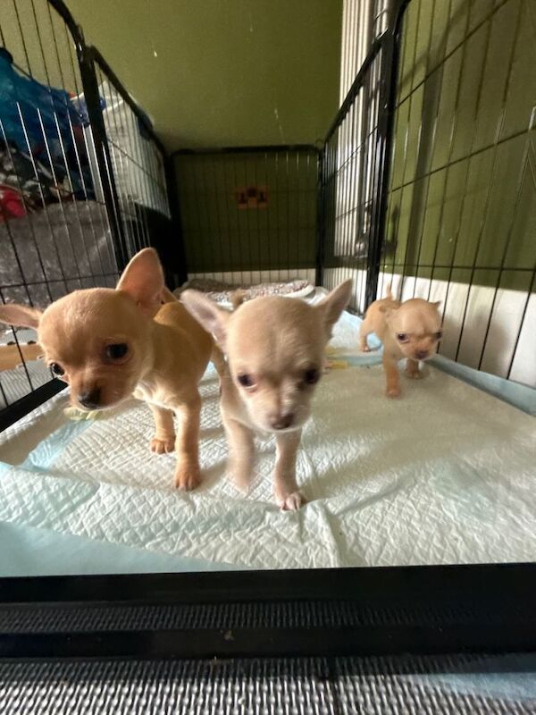 Lilac and tan boys for sale - Image 3 of 6