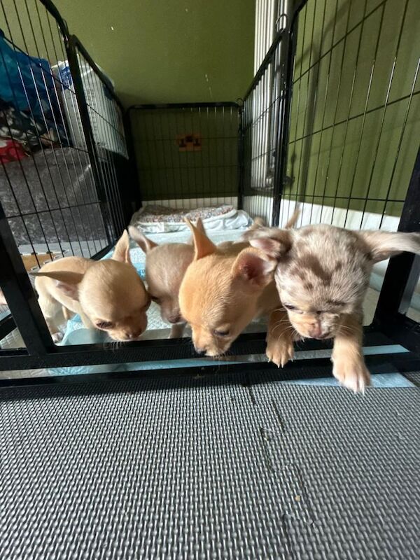 Lilac and tan boys for sale - Image 4 of 6